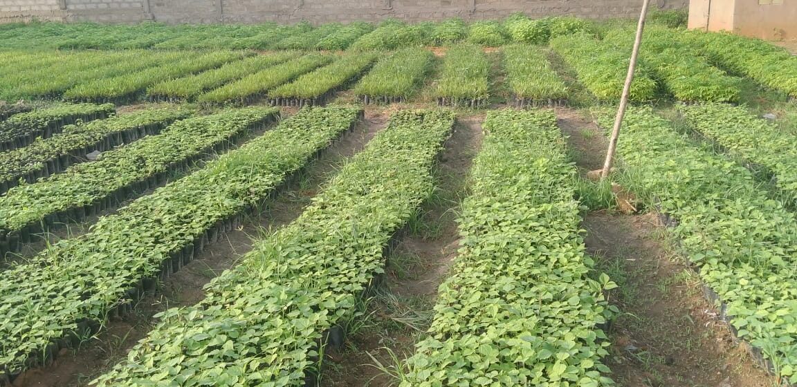 Assemblée Générale Constitutive de la Fédération Nationale des Pépiniéristes et Semenciers du Bénin : un rendez-vous décisif pour l’avenir du reboisement