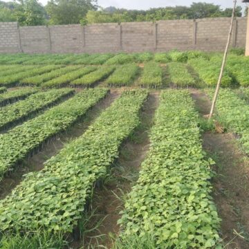 Assemblée Générale Constitutive de la Fédération Nationale des Pépiniéristes et Semenciers du Bénin : un rendez-vous décisif pour l’avenir du reboisement