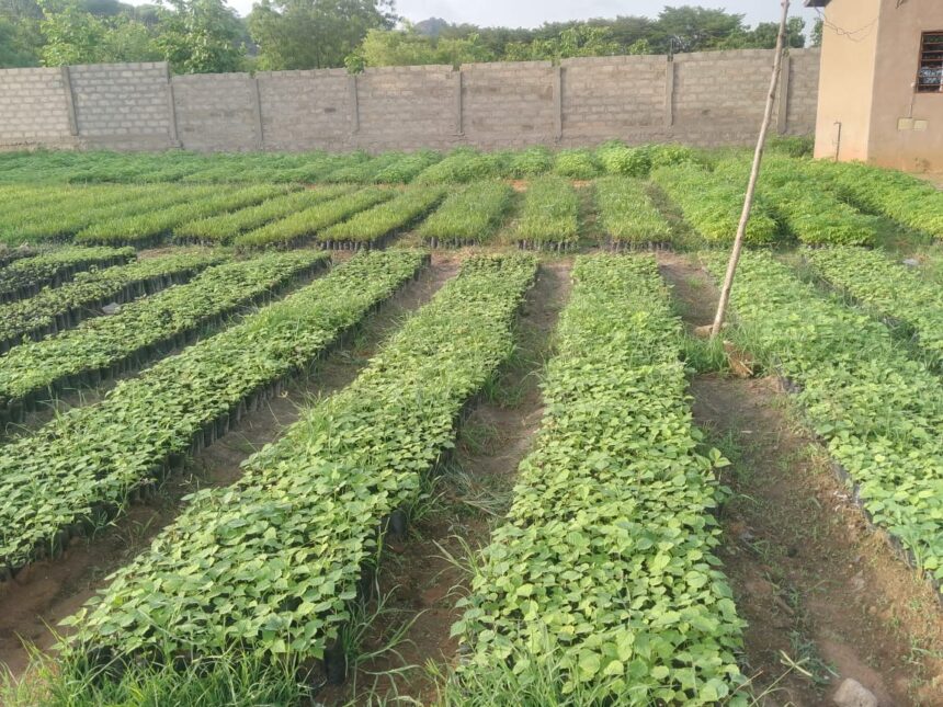 IMG-20251023-WA0240 Assemblée Générale Constitutive de la Fédération Nationale des Pépiniéristes et Semenciers du Bénin : un rendez-vous décisif pour l’avenir du reboisement