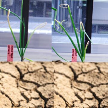 Le jour où Thya et Atabénou ont couru pour le guépard