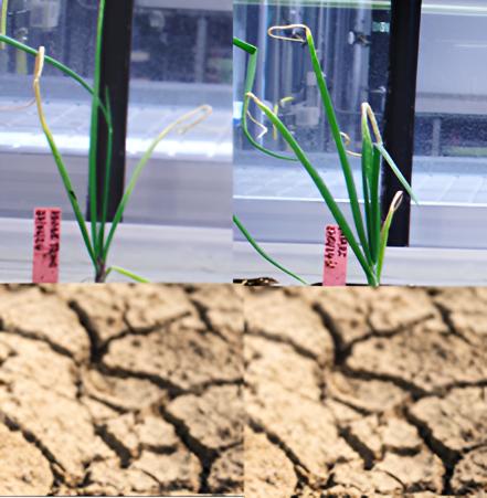 AGRICULTURE ET CHANGEMENT CLIMATIQUE AU BENIN: L’OIGNON BENINOIS FACE AU STRESS DE LA SÉCHERESSE ET DE LA CHALEUR